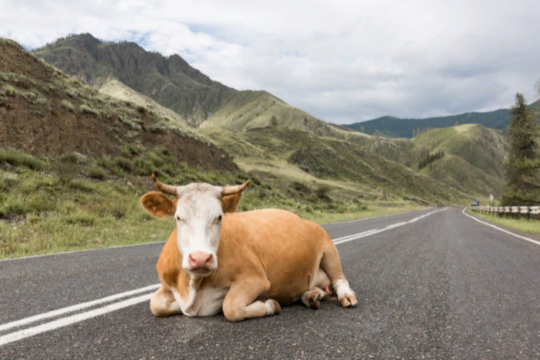 Коровы или авто, кто вреднее: Леонид Федун задался экологическими вопросами