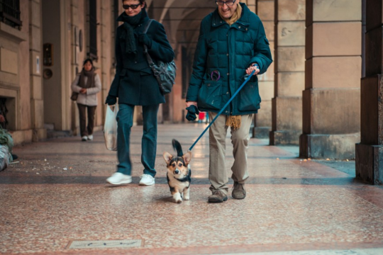 Аренда собак в Италии - самая востребованная услуга