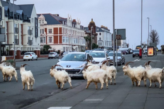 Опустевший из-за коронавируса город захватило стадо козлов