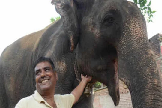 Житель Индии завещал все свое имущество двум слонам
