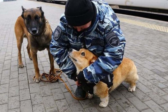 Вельш-корги по кличке Рыжий -  первый служебный пес такой породы в России. Рыжий стал одним из самых талантливых ищеек благодаря своему великолепному нюху.