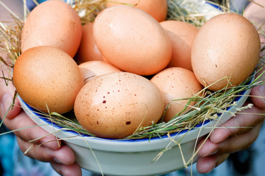 Врач-диетолог: «Куриные яйца помогают противостоять коронавирусу»