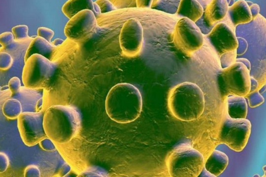 Эксперты ВОЗ приступают к поискам источника коронавируса