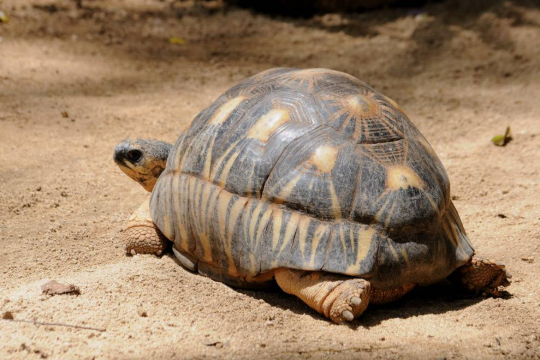 Три самые старые черепахи  на нашей планете