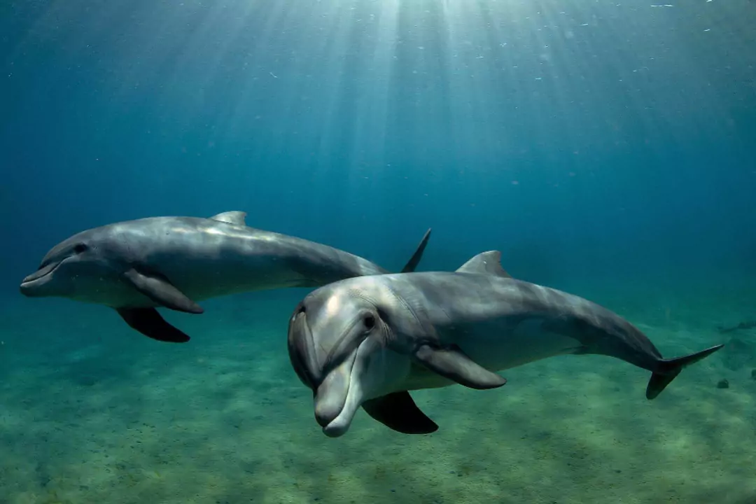 В море дельфин не сильно отличается от акул и считается хищником, который спокойно может напасть на человека
