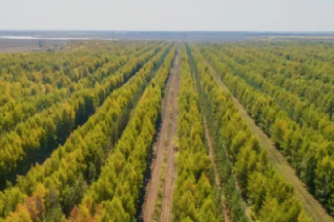 В Казахстане заявили о высадке по миллиону деревьев в день — это реально?