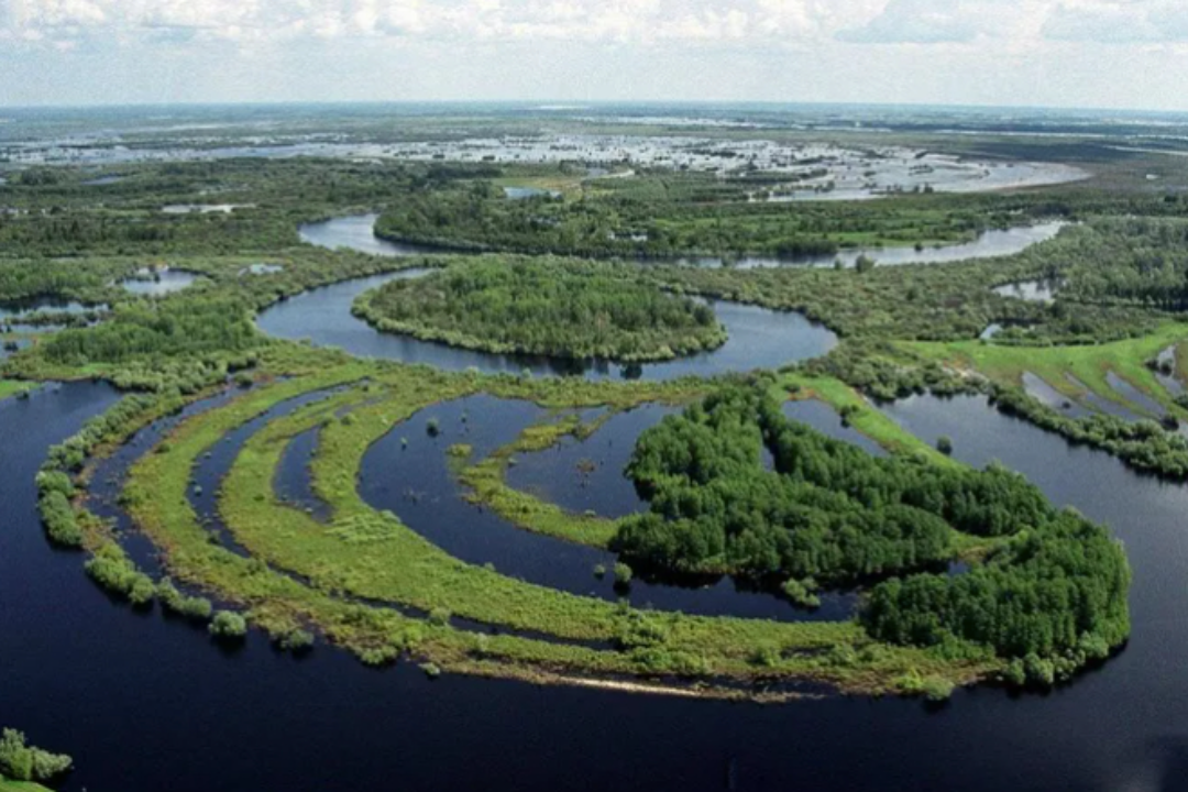 Исследователи выяснили, что в недрах древних болот Земли «спрятаны» настоящие природные сокровища