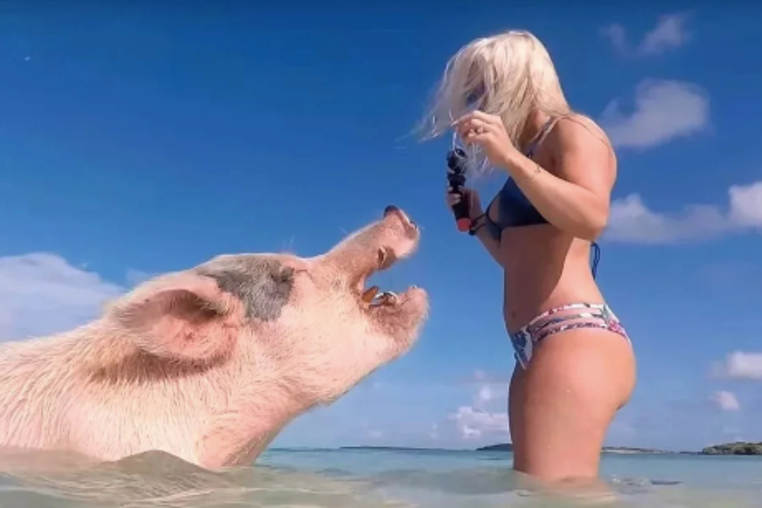 В мире есть райский остров, на котором свиньи живут лучше, чем многие люди