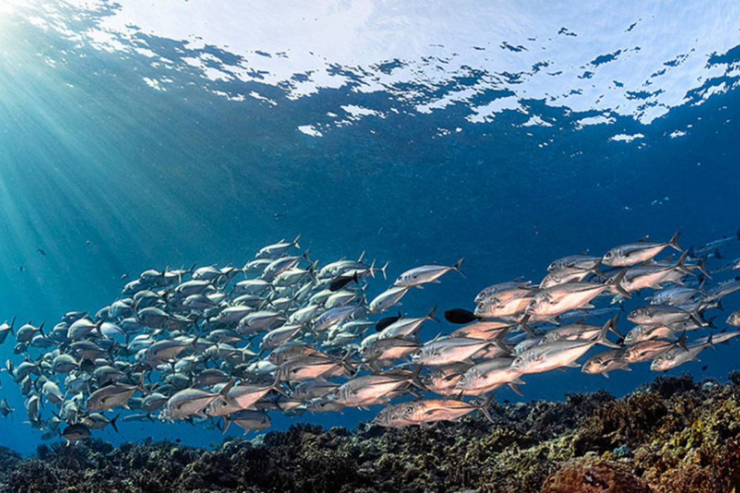 5 захватывающих фактов об океане, вызывающие недоумение