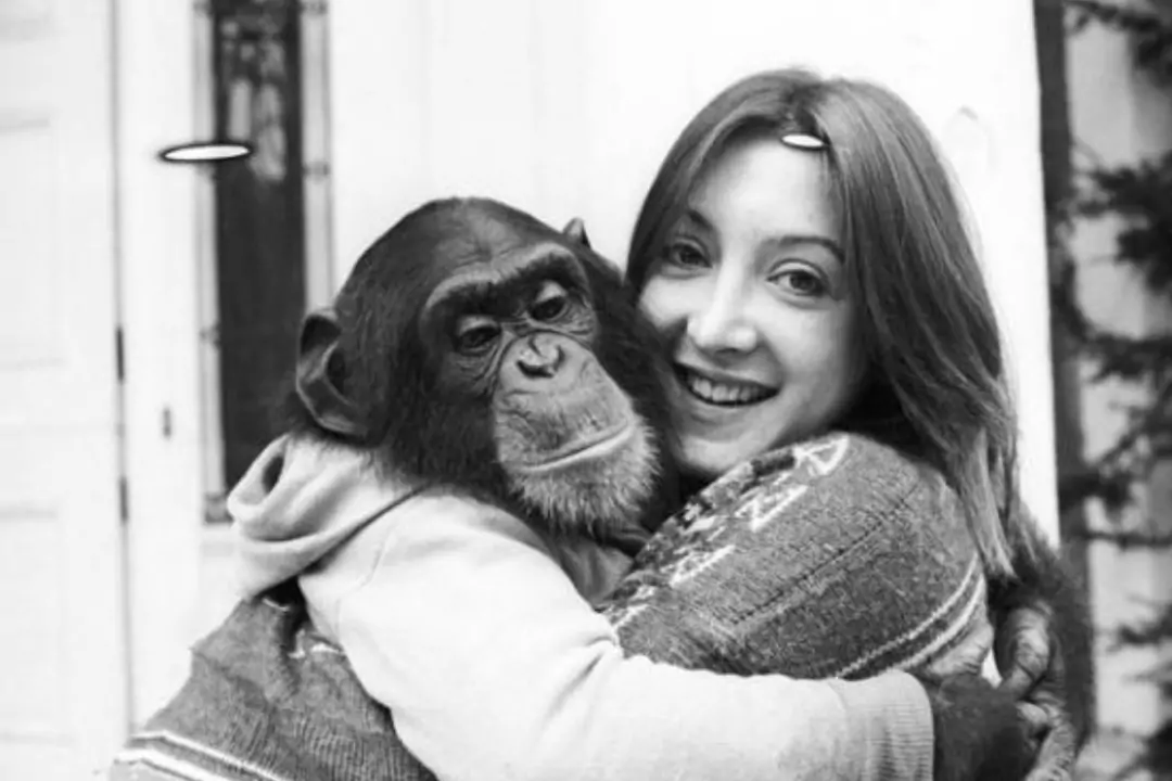 Экспериментальный проект Ним: можно ли сделать из обезьяны человека, если растить ее в человеческой семье?