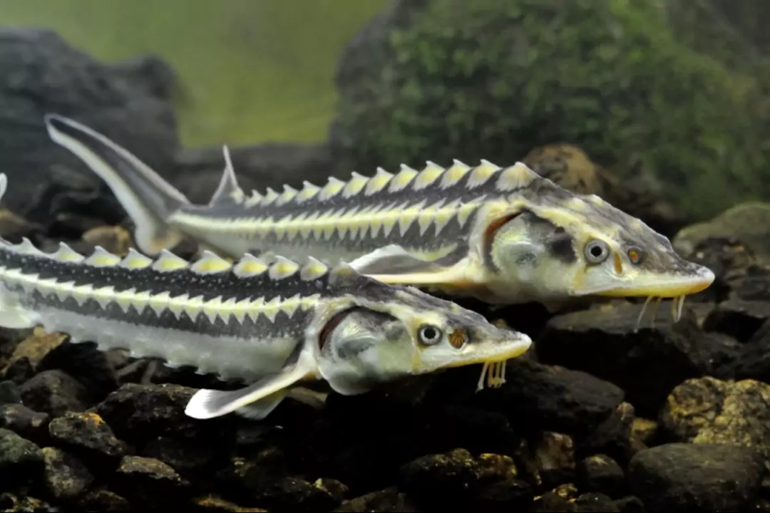 Рыба без чешуи и угри: как относились к такой пище в Древней Руси