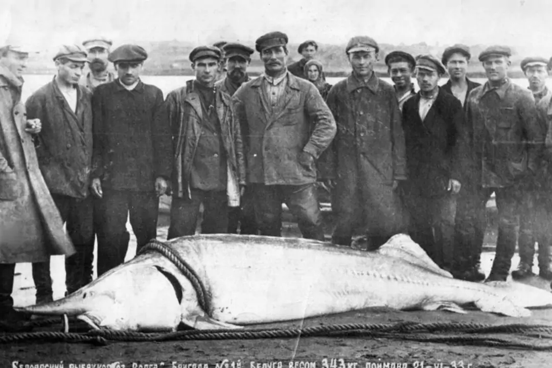 Царь-рыба калуга, достигавшая весом в тонну, и другие сибирские пресноводные гиганты оказались на грани вымирания