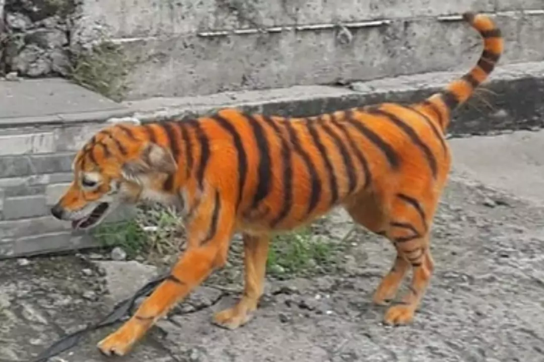 Фермер для защиты урожая от обезьян перекрасил собаку в тигра, даже не предполагая, что из этого выйдет