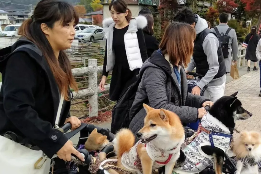 Домашние животные для японцев стали заменой детей, друзей и антидепрессантов