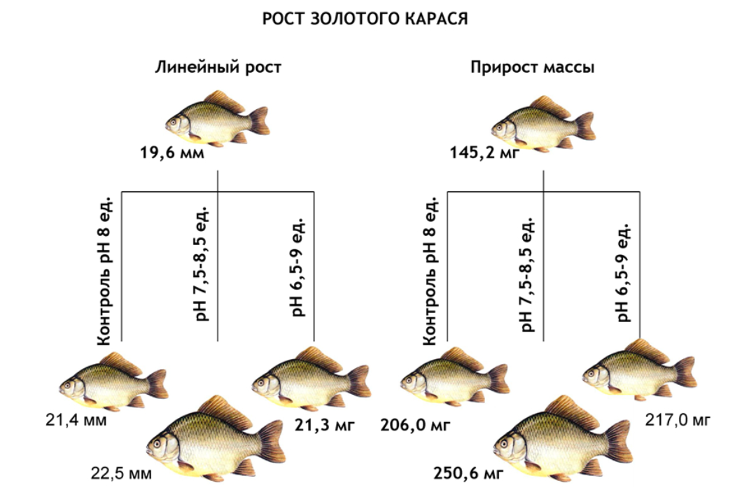 Размеры рыб на озере. Рост карася. Карась Размеры. Таблица роста рыбы. Размер и Возраст карася.