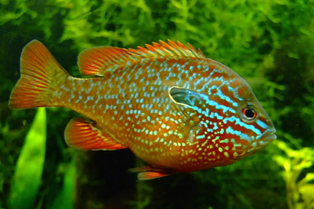 Солнечный окунь - рыба которая может истребить целые водоемы