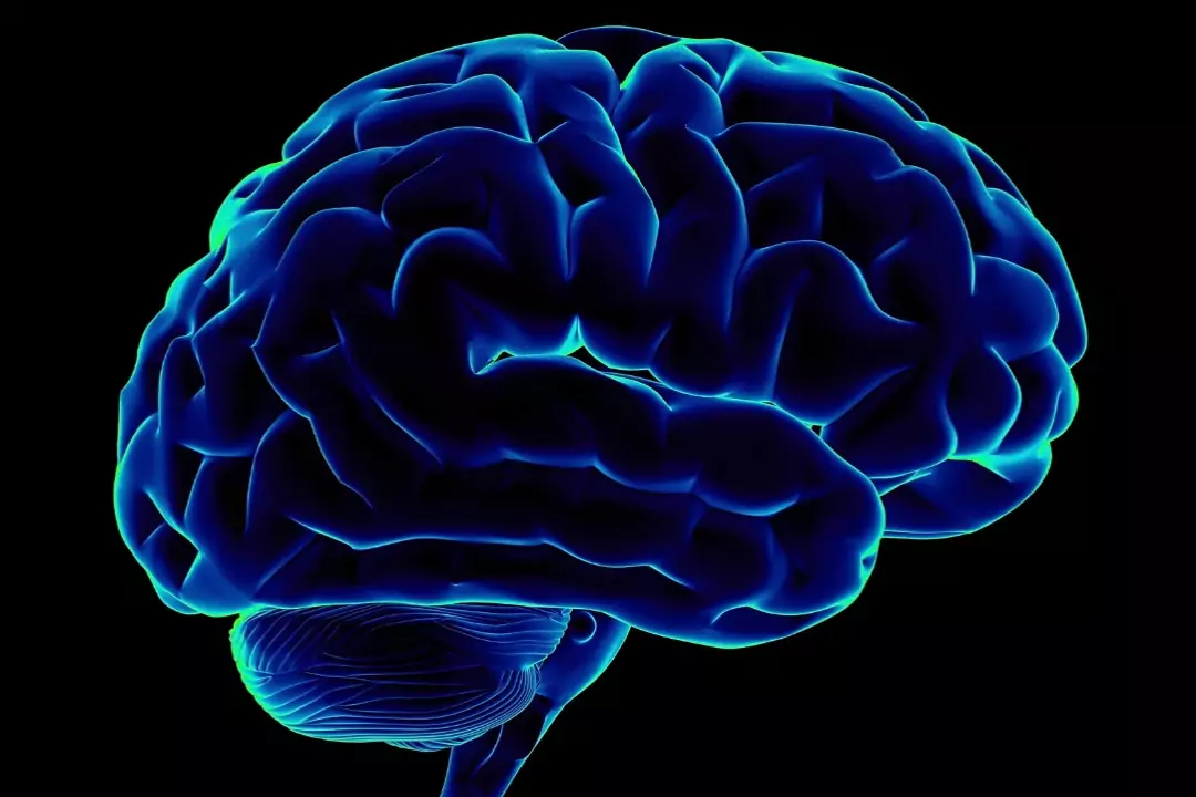 Человеческий мозг непропорционально велик, и хотя обилие серого вещества - признак интеллекта, обслуживать его непросто: мозг поглощает пятую часть всей энергии тела.