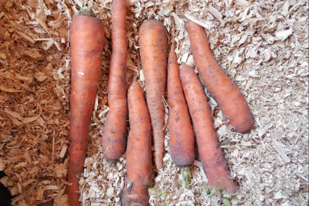 Когда убирать и как сохранить урожай моркови, проверенный способ
