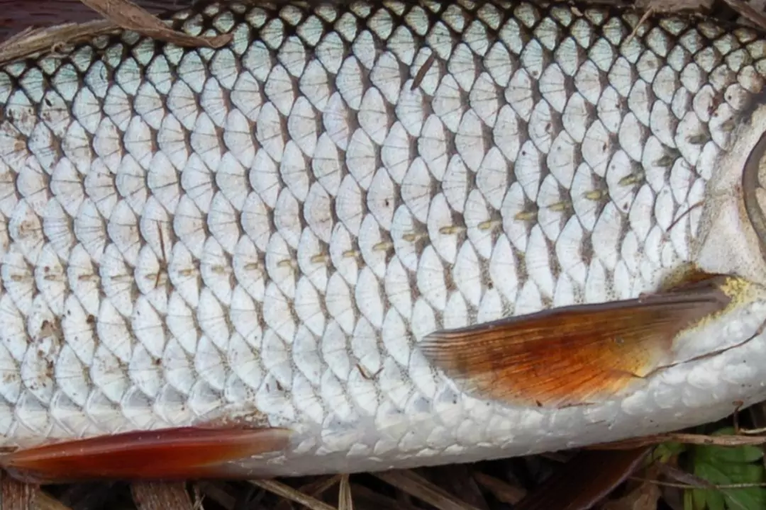 Возраст рыбы, как его определяют ихтиологи, как оказалось не так-то и сложно