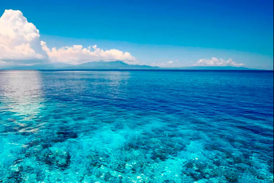 На самом ли деле океаны производят кислорода больше, чем леса