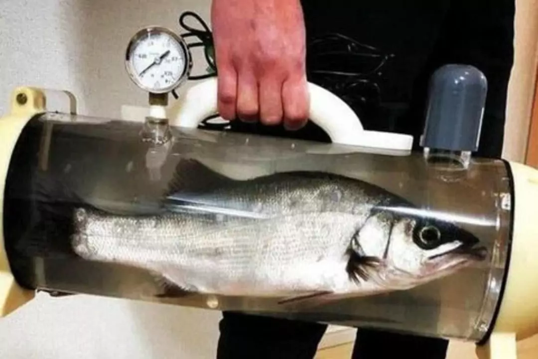 В Японии нашли выход для страждущих аквариумистов сделав переноску для рыб