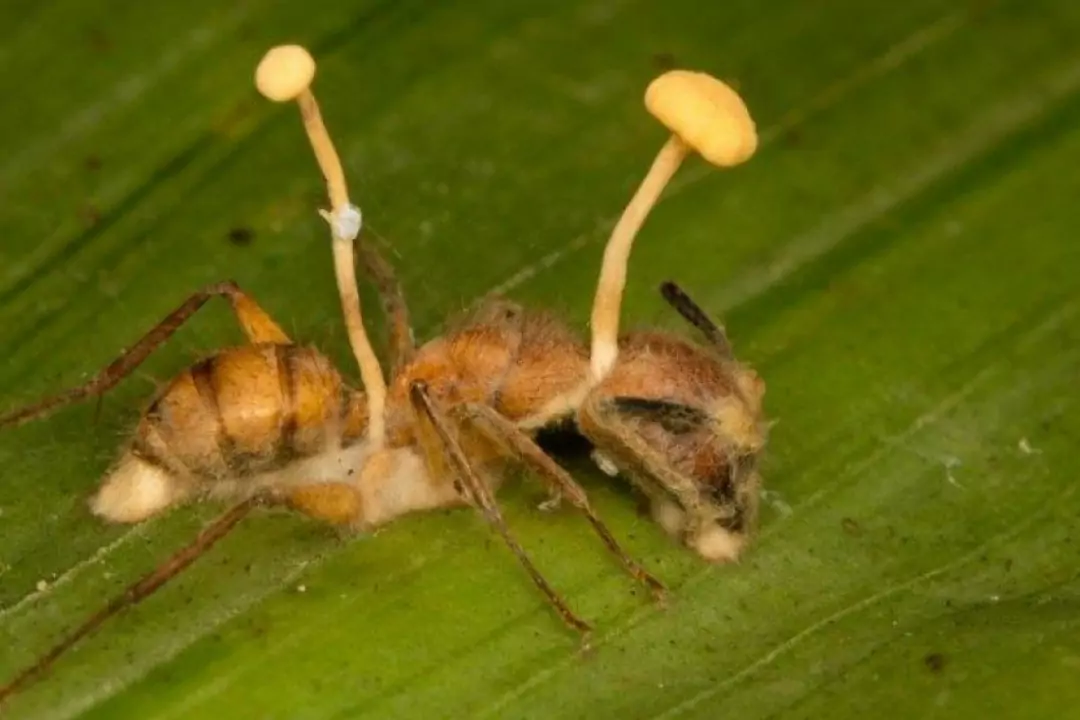 Тропический гриб, который делает из муравьев зомби