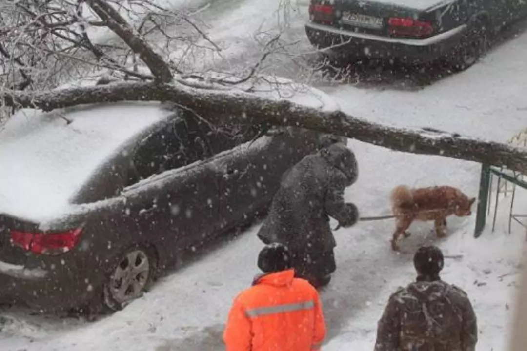Из-за сильного ветра в Беларуси за сутки пострадали 32 автомобиля