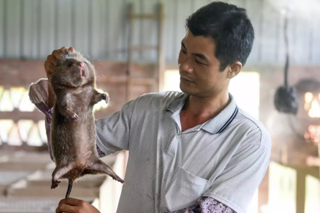 Китайцы разводили больших крыс для еды, пока не наступили ковидные ограничения