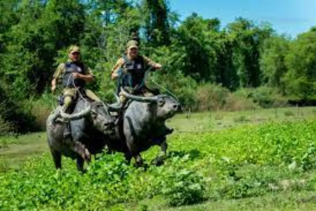 Копы Бразилии патрулируют улицы на буйволах: службу несут или туристов привлекают
