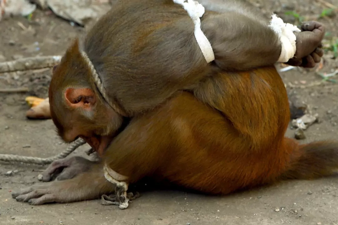 Индийцы задерживают обезьян, зачем они это делают