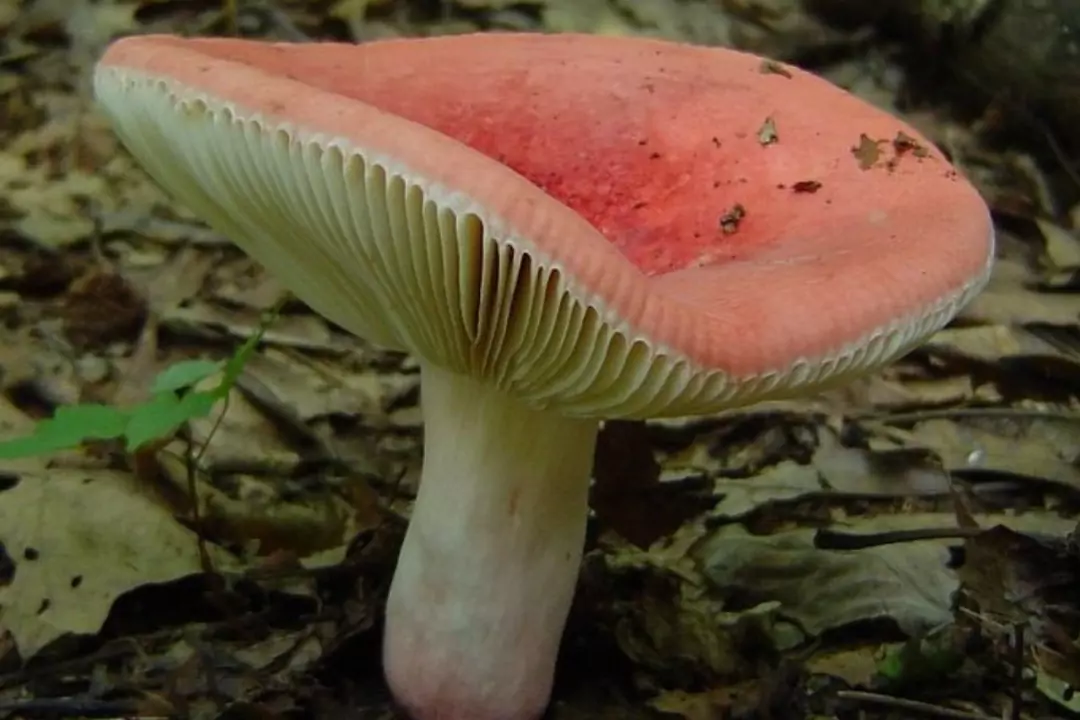 История возникновения названия грибов сыроежек