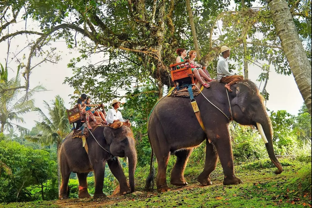 На Шри-Ланке приняли закон, согласно которому отныне нельзя ездить на слоне пьяным. Конечно, удивительно, что это можно было делать раньше.