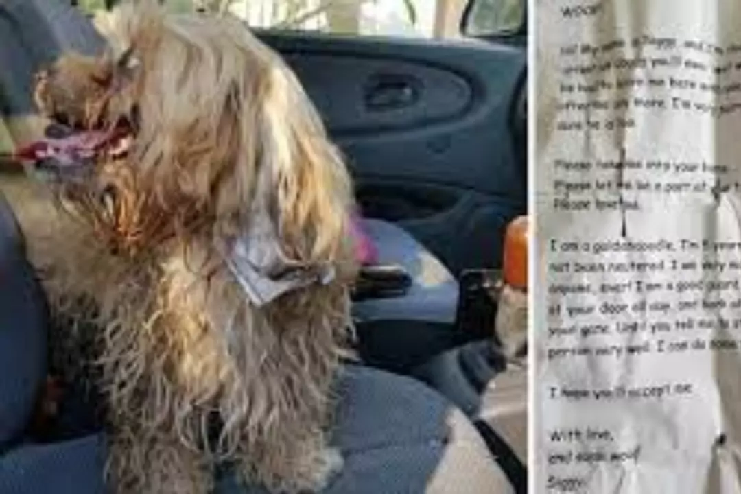 Водитель спас собаку, которая путалась под колёсами авто. Породу скиталицы рассмотреть было сложно из-за того, что шерсть была очень грязной и спутанной.