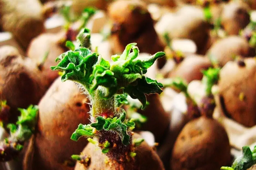 Яровизация картофеля перед посадкой в домашних. Озеленение картофеля. Клубень картофеля. Проращивание картофеля. Проросший зеленый картофель.