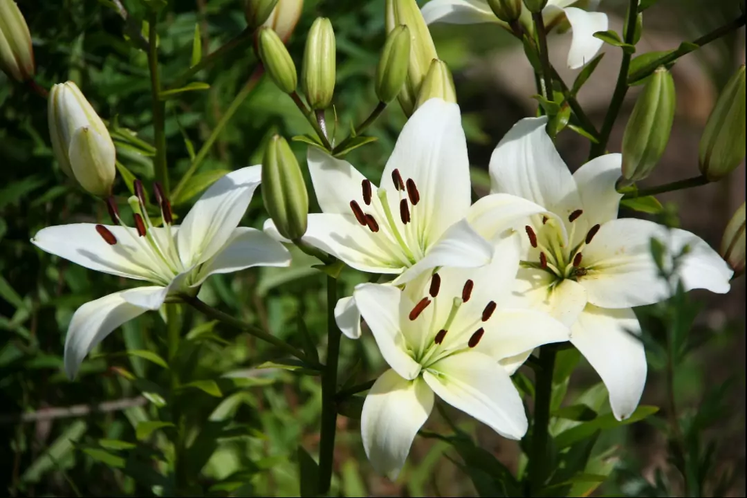 Мочевина и аммиачная селитра хорошо влияют на рост и способствуют  пышному цветению лилий.