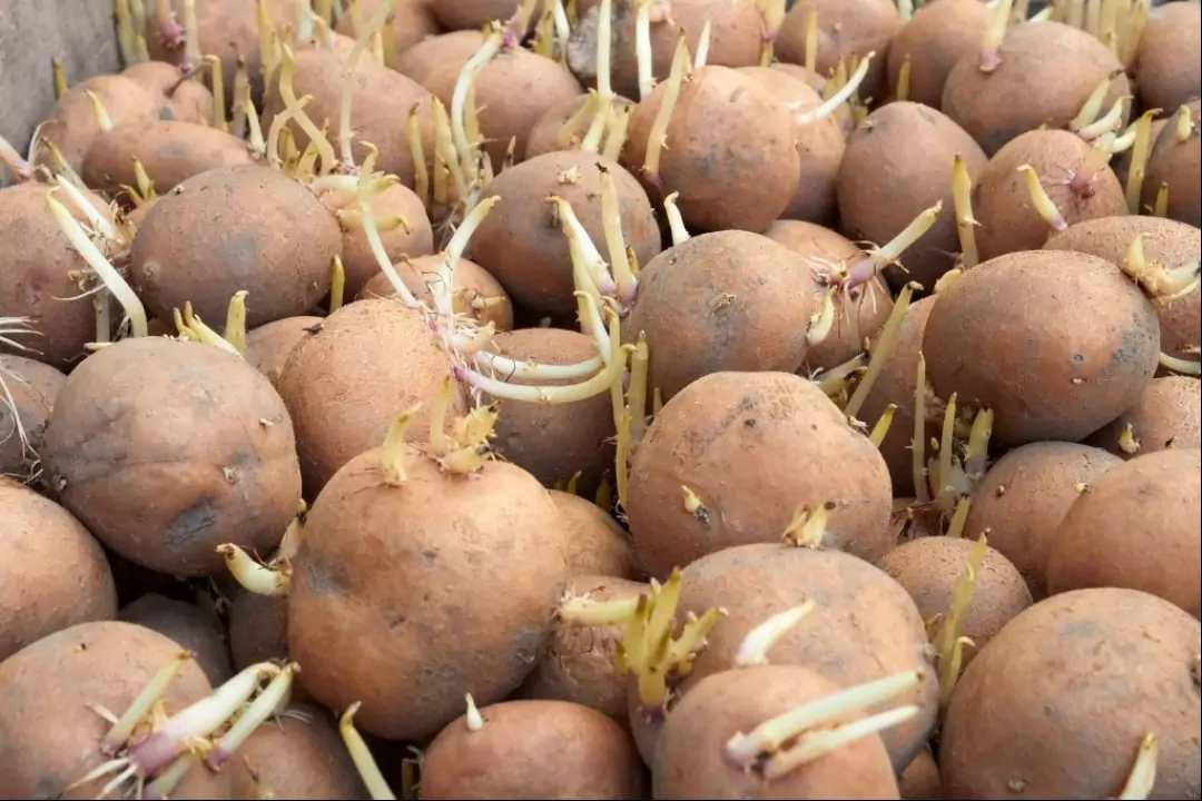 Как правильно прорастить картофель для посадки. Семенная картошка. Картошка с ростками. Пророщенный картофель. Картофель семенной пророщенный.