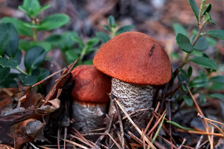 Эксперты предостерегли от типичных ошибок при сборе и употреблении грибов