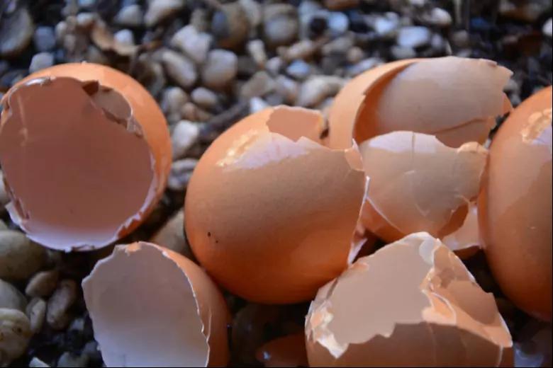 Отходы, которые остаются после употребления яиц, не нужно выбрасывать, они очень пригодятся дачнику на участке.