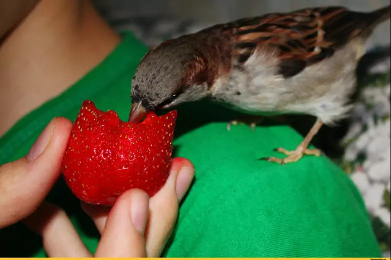 Когда сладкая клубника поспевает, со всех сторон слетаются птицы, уж очень  они любят вкусную ягоду.