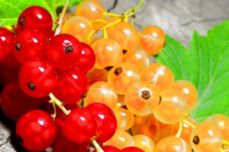 Красная и белая смородина будет лучше плодоносить, если правильно ухаживать за ней после сбора ягод