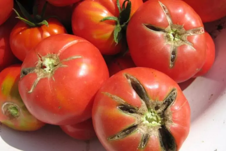 Если трескаются томаты: эксперты объяснили причины и дали подсказки, как исправить