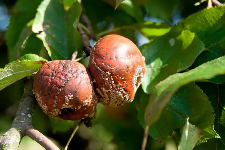 Что поможет уберечь яблоню, грушу и сливу от вредителей и болезней