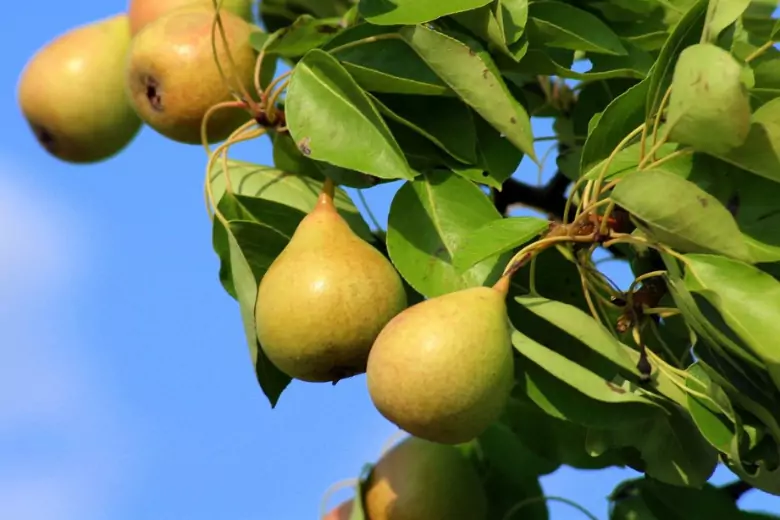 Эксперты рассказали, чем обработать яблоню и грушу от болезней перед цветением