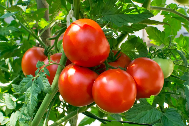 Дачники со стажем раскрыли секрет: что заложить в лунку для помидоров, чтобы повысить урожайность
