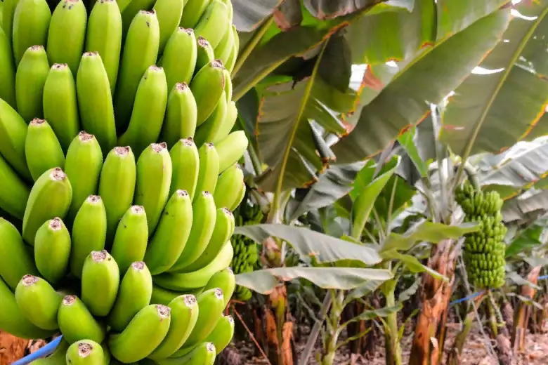 Бананов на нашей планете скоро не станет, или же они будут стоить очень дорого