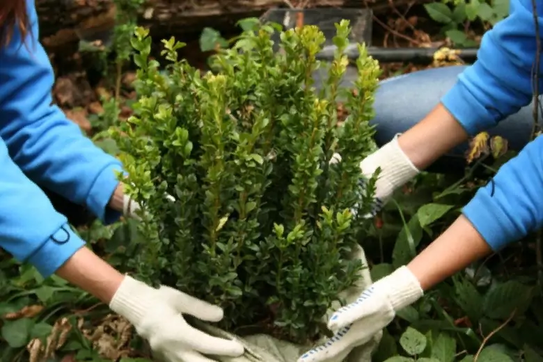 Один кустик самшита может жить до 500 лет, как ухаживать за этим вечнозеленым растением