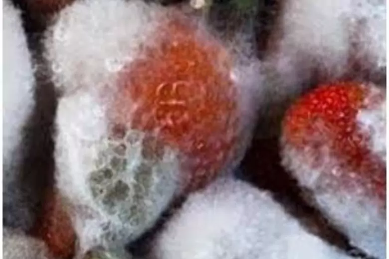 Клубника - любимая всеми ягода. Её употребляют свежей, делают варенье. Культуру используют кондитеры, для производства косметических средств. Клубника богата витаминами и минералами.