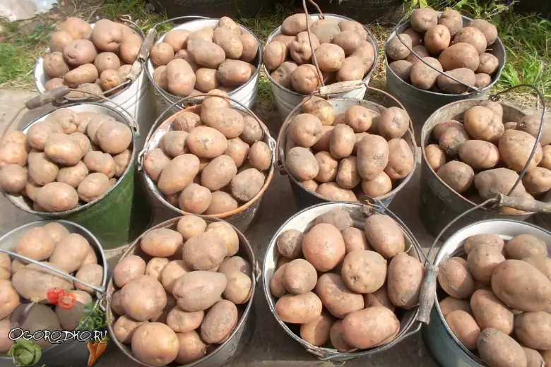 Ошибки, влияющие на хороший урожай картофеля: на что обратить внимание