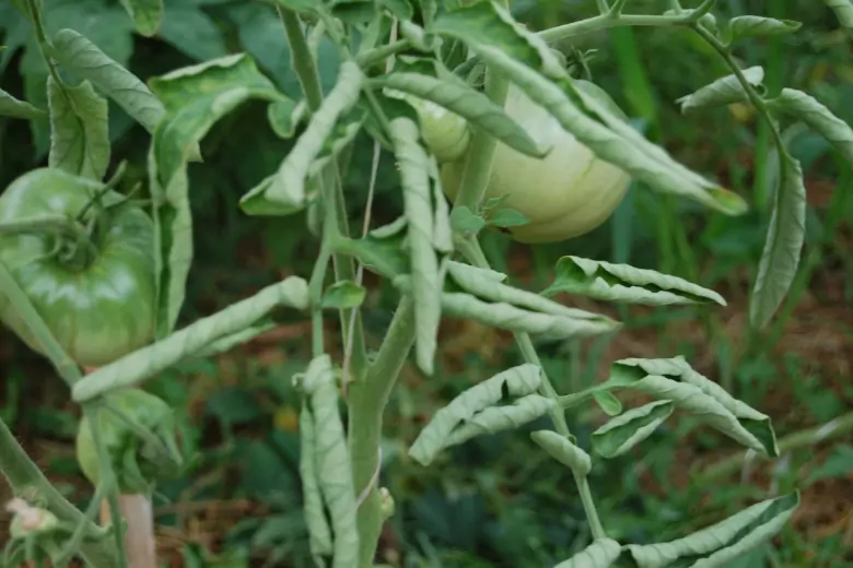 Почему у томатов начинают скручиваться листья и как можно им помочь