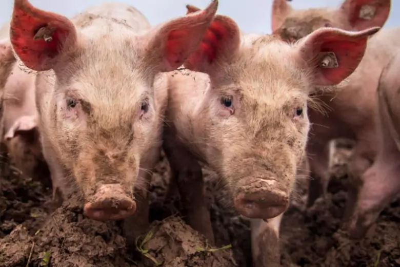 Министр сельского хозяйства ФРГ обеспокоен вспышкой чумы свиней